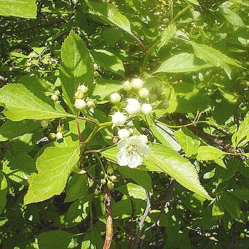 Crataegus rivularis unspecified picture