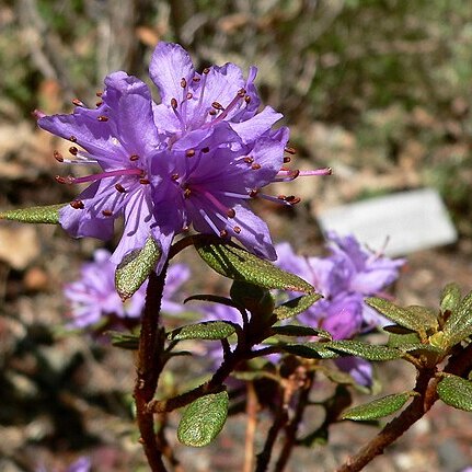 Rhododendron yungningense unspecified picture