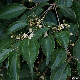 Rhodamnia acuminata unspecified picture