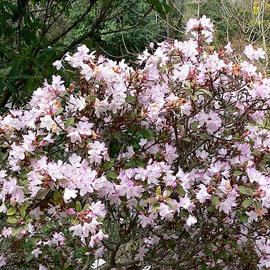 Rhododendron racemosum unspecified picture