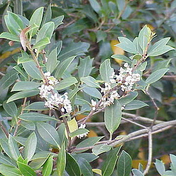 Osmanthus unspecified picture