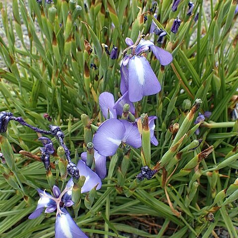 Herbertia pulchella unspecified picture