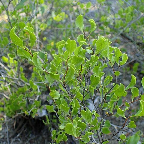 Atraphaxis caucasica unspecified picture