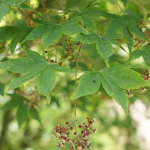 Acer pubipalmatum unspecified picture