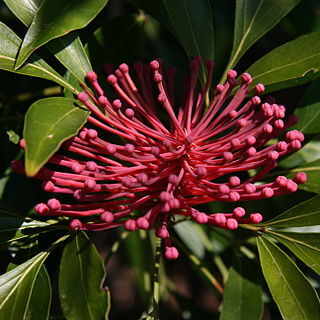 Alloxylon pinnatum unspecified picture