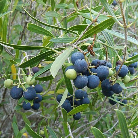 Olea exasperata unspecified picture