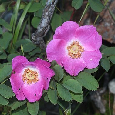 Rosa nipponensis unspecified picture