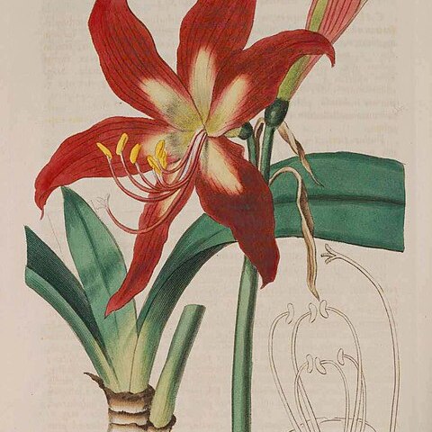 Hippeastrum striatum unspecified picture