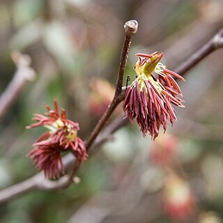 Euptelea polyandra unspecified picture