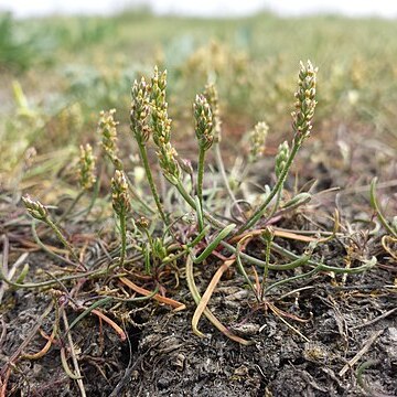 Plantago tenuiflora unspecified picture