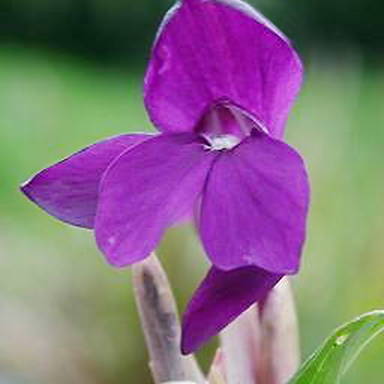 Roscoea humeana unspecified picture