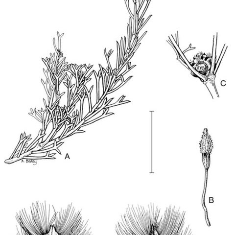 Petrophile trifurcata unspecified picture