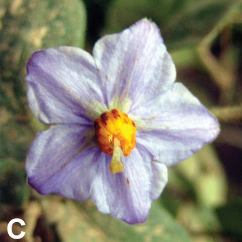 Solanum baretiae unspecified picture