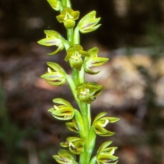 Prasophyllum flavum unspecified picture