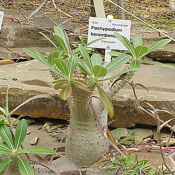 Pachypodium horombense unspecified picture