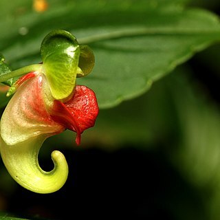 Impatiens kulamavuensis unspecified picture