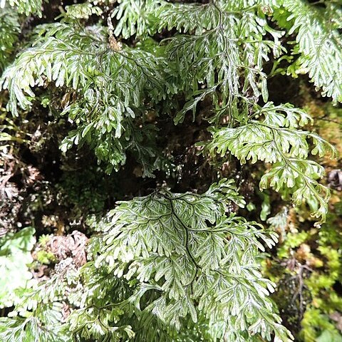 Hymenophyllum villosum unspecified picture