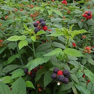 Rubus coreanus unspecified picture