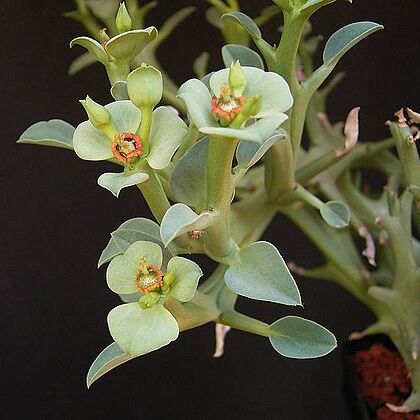 Euphorbia hamata unspecified picture