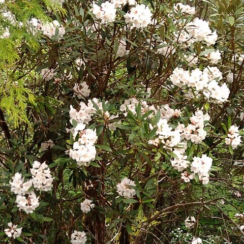 Rhododendron formosanum unspecified picture