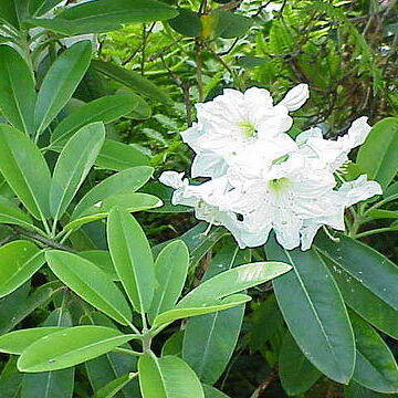 Rhododendron fortunei unspecified picture