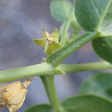 Roepera apiculata unspecified picture