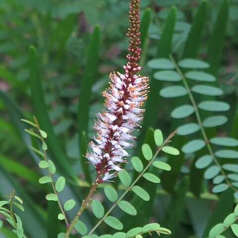 Amorpha herbacea unspecified picture