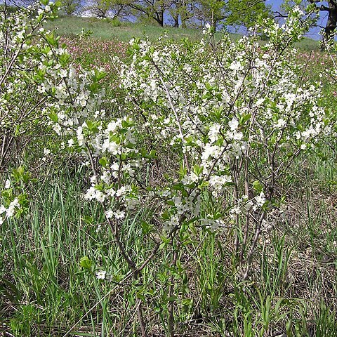 Prunus stepposa unspecified picture