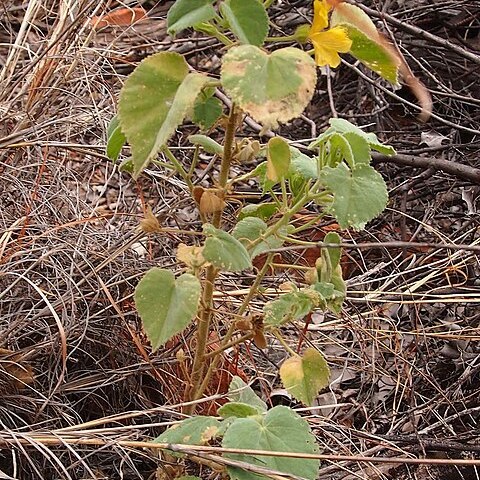 Abutilon leucopetalum unspecified picture