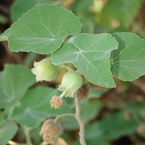 Abutilon eremitopetalum unspecified picture