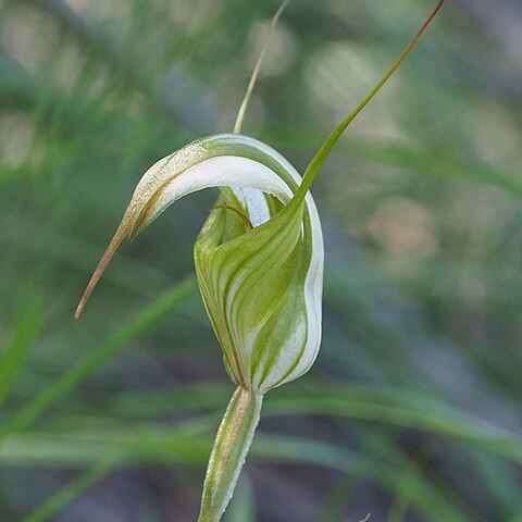 Pterostylis reflexa unspecified picture