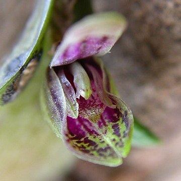 Acianthera yauaperyensis unspecified picture