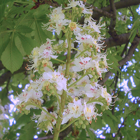 Aesculus unspecified picture