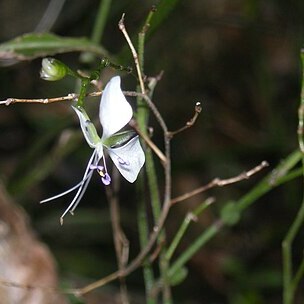 Aneilema acuminatum unspecified picture