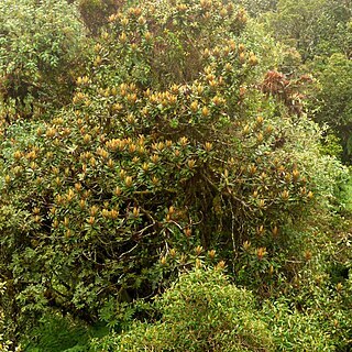 Ocotea sericea unspecified picture