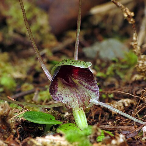 Corybas hatchii unspecified picture