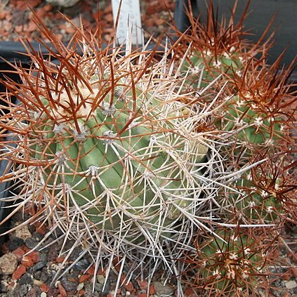 Copiapoa rupestris unspecified picture