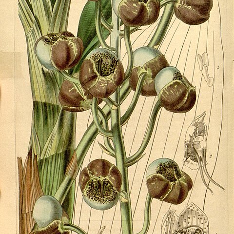 Catasetum globiflorum unspecified picture