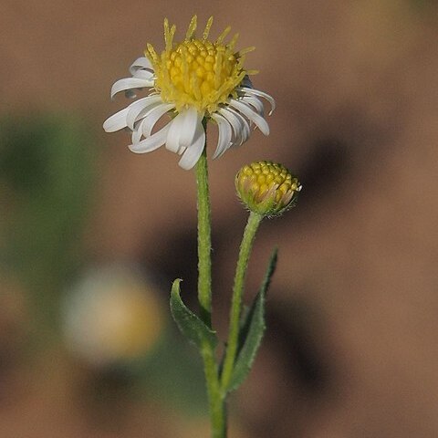 Calotis latiuscula unspecified picture