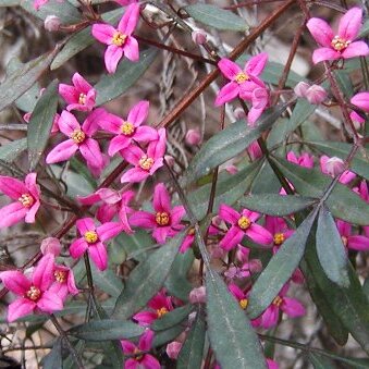 Boronia fraseri unspecified picture