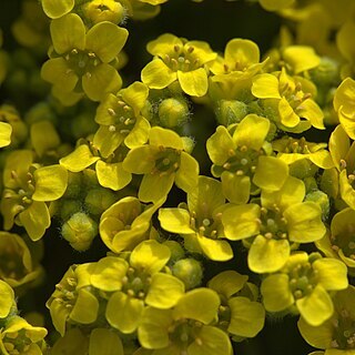 Draba polytricha unspecified picture