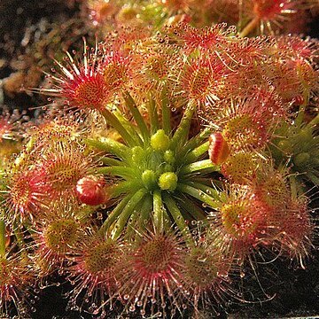 Drosera echinoblastus unspecified picture