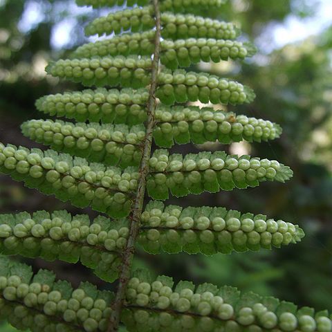 Dryopteris sublacera unspecified picture