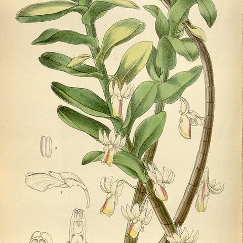 Dendrobium revolutum unspecified picture