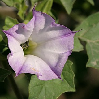 Datura quercifolia unspecified picture