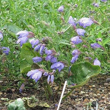 Dracocephalum forrestii unspecified picture