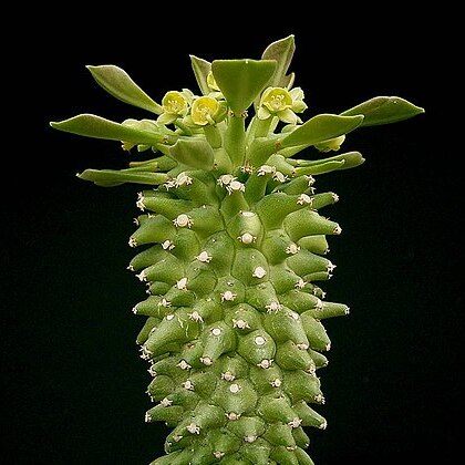 Euphorbia neoreflexa unspecified picture