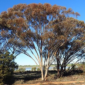 Eucalyptus goniocarpa unspecified picture