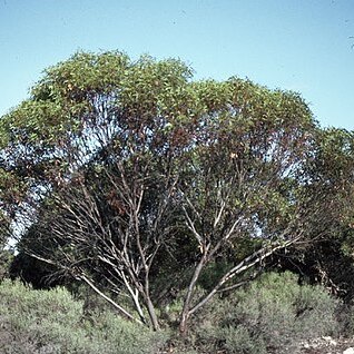 Eucalyptus conglobata unspecified picture