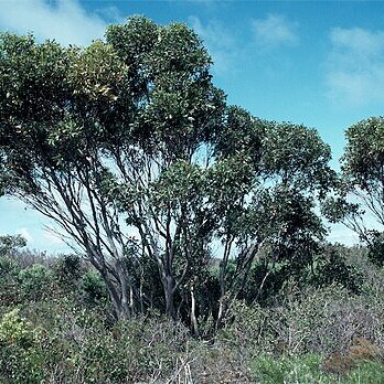 Eucalyptus semiglobosa unspecified picture